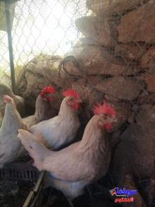 دجاج أبرش و دجاج  أحمر بياض - السوق المفتوح
